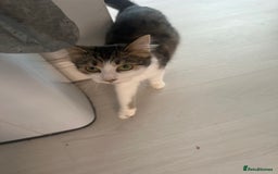 British Shorthair cats for sale: 4 female kittens  - Image 13