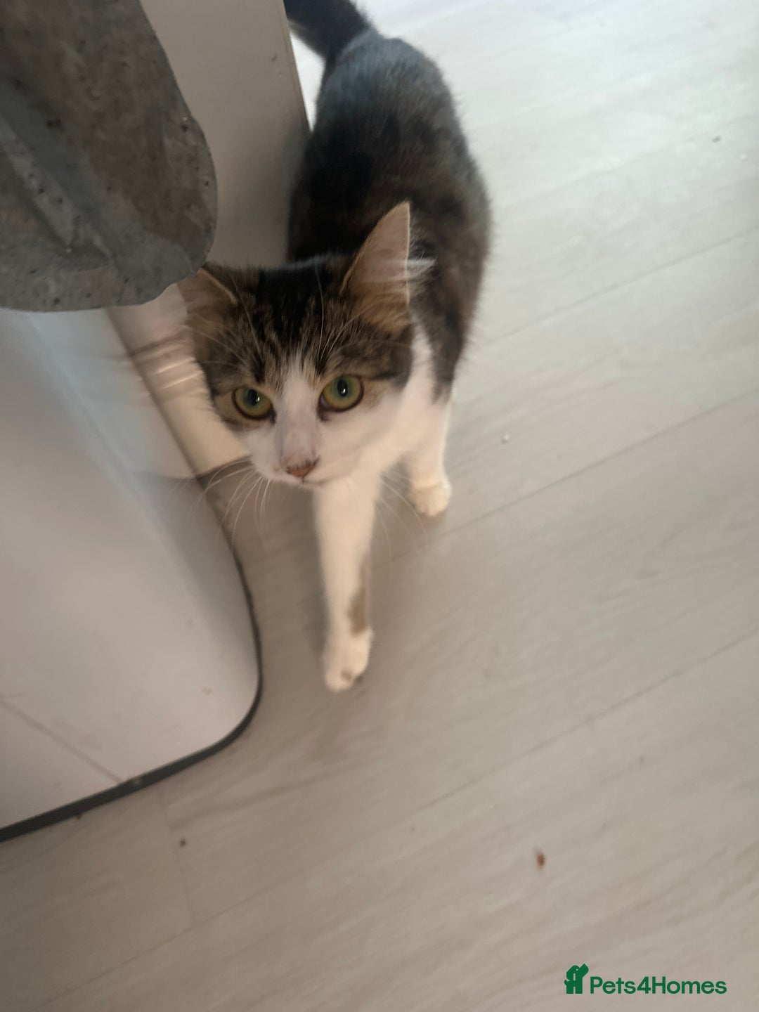 British Shorthair cats for sale: 4 female kittens  - Image 13