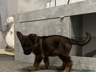 German Shepherd dogs Winnie - Advert 1