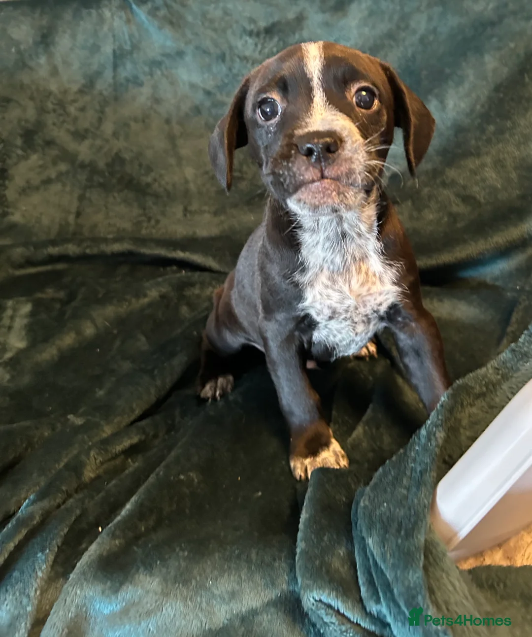 Mixed Breed dogs for sale:  Mixed breed cockerbull x  - Advert 8