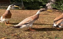 Waterfowl poultry for sale: Fawn and white Indian runner drakes - Image 1