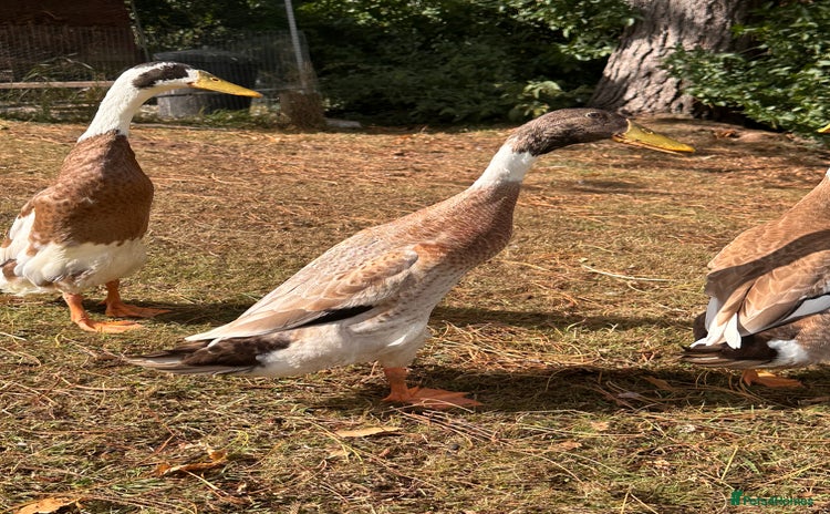 Waterfowl poultry - Advert 8