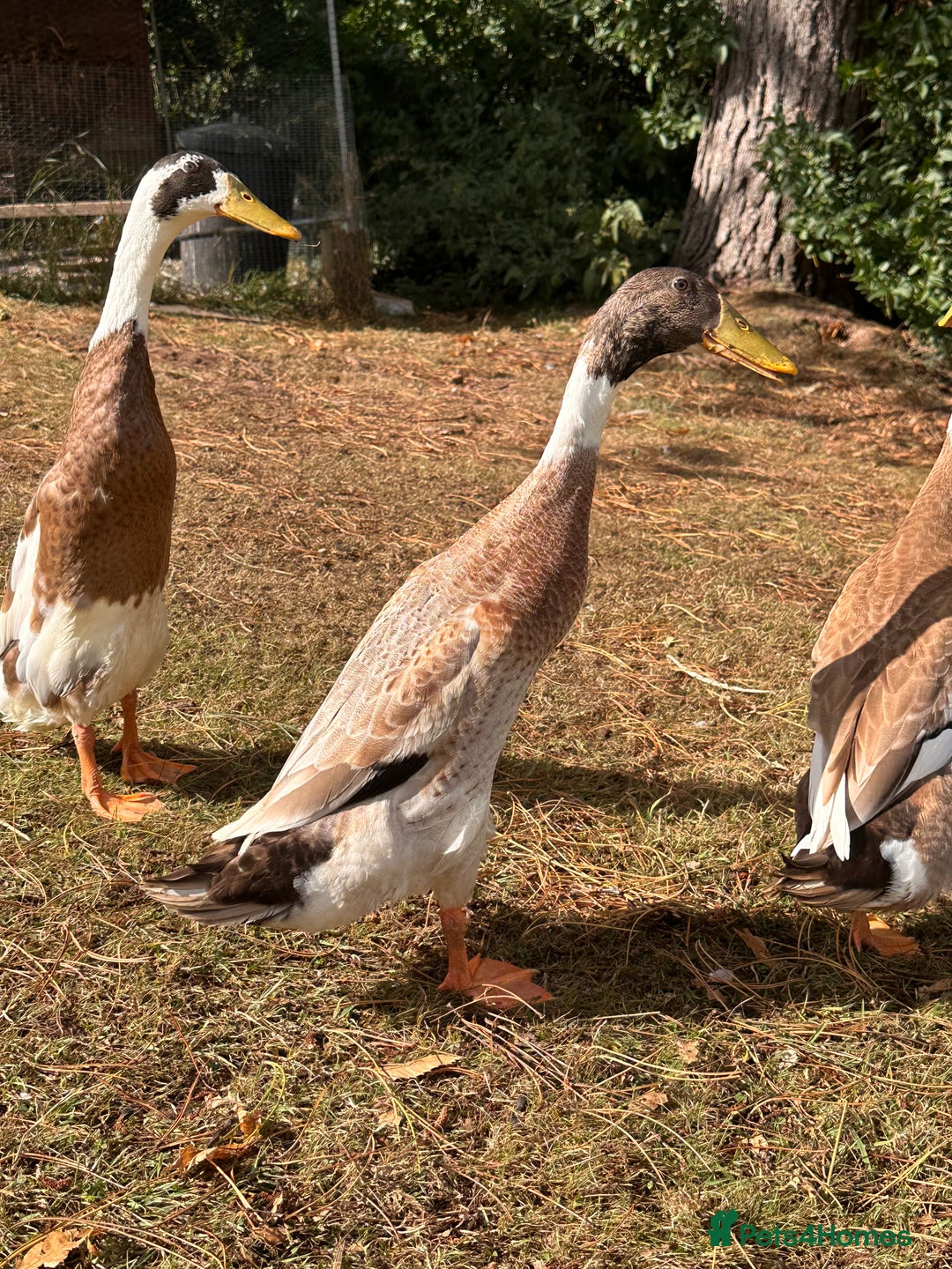 Waterfowl poultry for sale: Fawn and white Indian runner drakes - Image 1