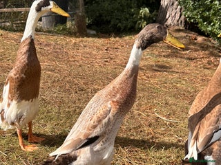 Waterfowl poultry - Advert 2