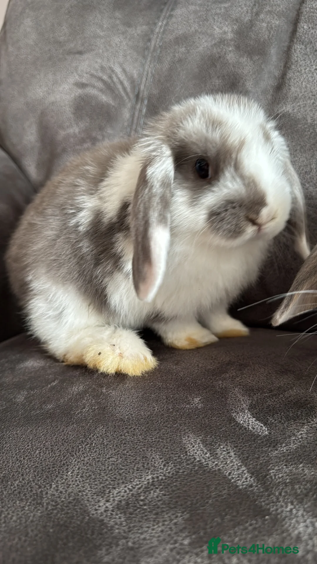 Mini Lop rabbits for sale: Pure Breed Mini Lop Babies  - Advert 34