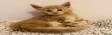 Cookie