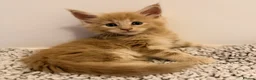 Maine Coon cats for sale: GCCF/ TICA Maine Coon Classic Taby kittens - Advert 7