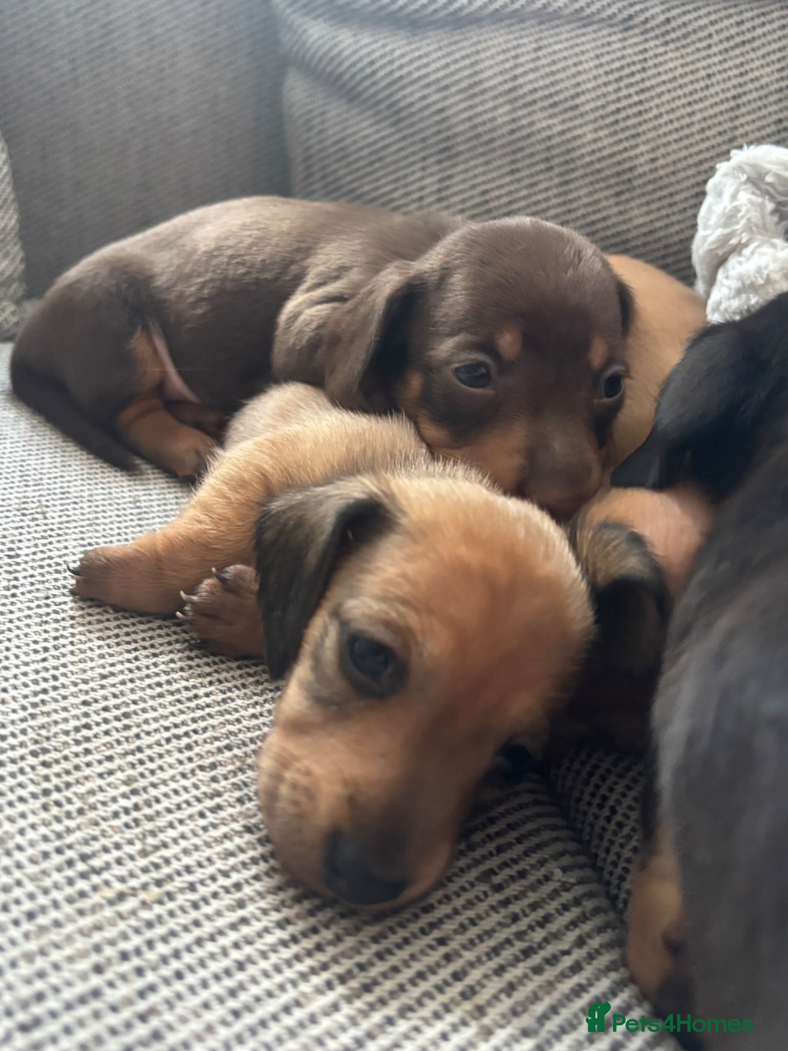 Miniature Dachshund dogs Beautiful Miniature Dachshund Puppies – Ready Soon - Advert 16