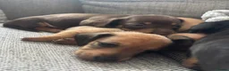 Miniature Dachshund dogs for sale: Beautiful Miniature Dachshund Puppies – Ready Soon - Advert 1