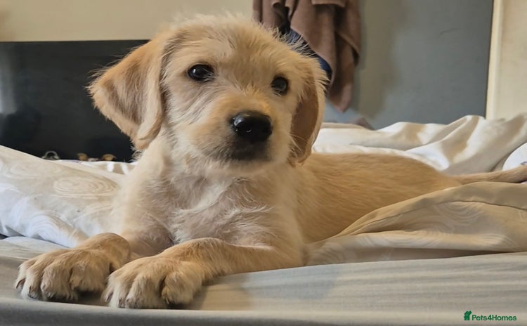 Labradoodle dogs - Advert 3