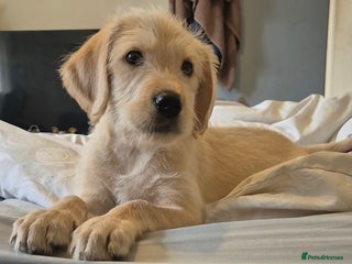 Labradoodle dogs - Advert 1