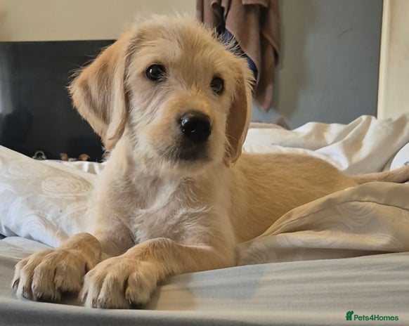 Labradoodle dogs - Advert 3