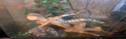 Python Snake reptiles for sale: Female royal morph pastel python - Advert 4