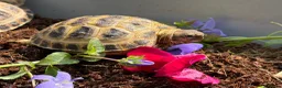 Tortoise reptiles for sale: Baby horsfield tortoises for sale. Setups also av - Advert 1