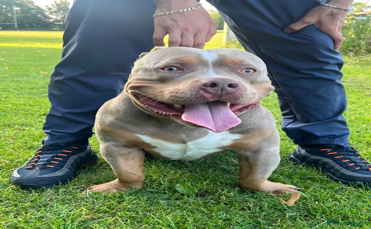 American Bully dogs - Advert 7