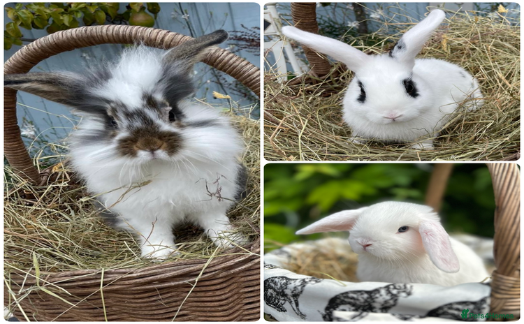 Mini Lop rabbits - Advert 14