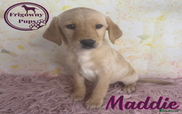 Labrador Retriever dogs for sale: Adorable KC Reg Labrador Puppies *Ready Now* - Image 9