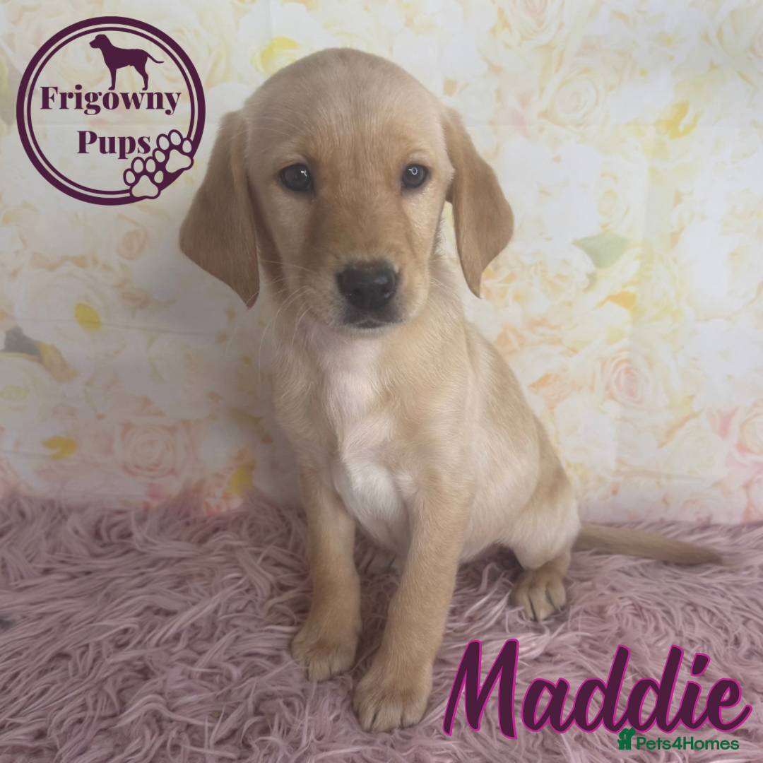 Labrador Retriever dogs for sale: Adorable KC Reg Labrador Puppies *Ready Now* - Image 9