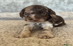 Cockapoo dogs for sale: BEAUTIFUL MERLE COCKER POO PUPPIES, HEALTH TESTED - Image 4