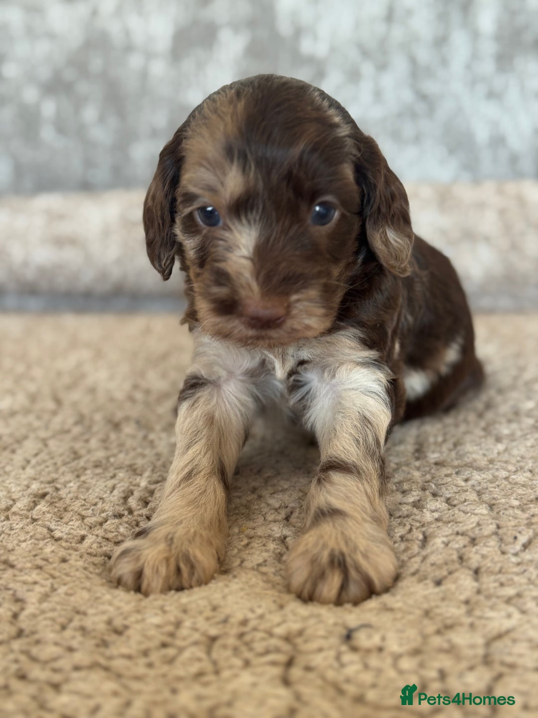 Cockapoo dogs for sale: BEAUTIFUL MERLE COCKER POO PUPPIES, HEALTH TESTED - Image 4