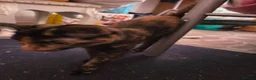Mixed Breed cats for sale: Honey - Advert 3