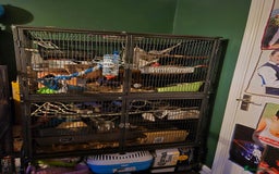 Rat rodents for sale: Three male rats & cage - Image 1