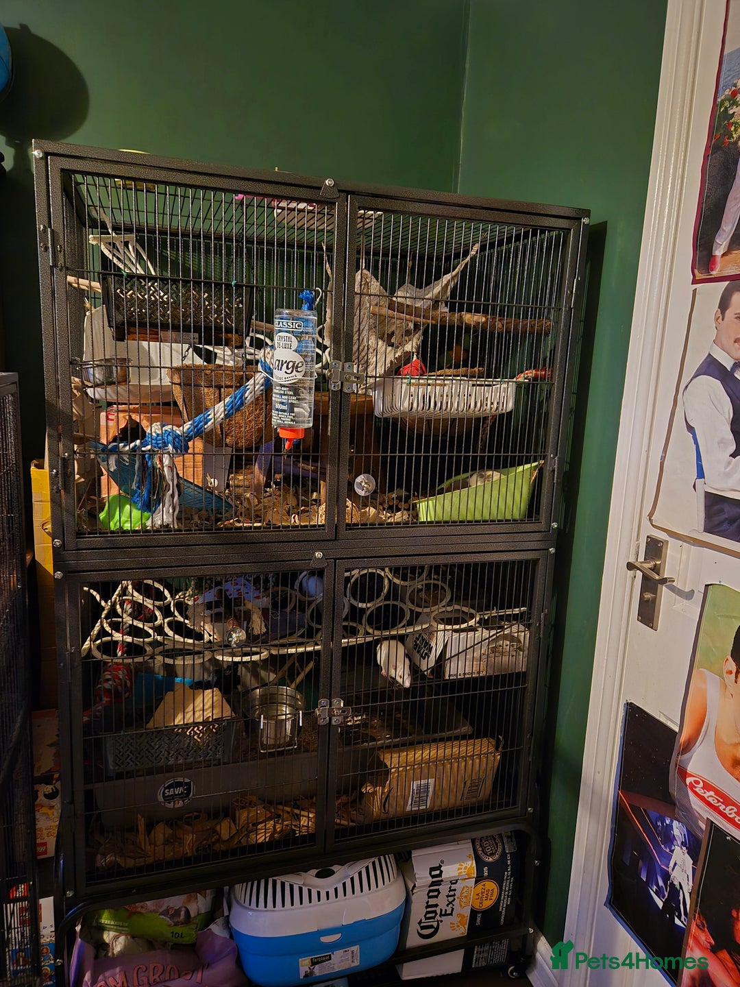 Rat rodents for sale: Three male rats & cage - Image 1