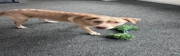 Mixed Breed dogs for sale: Winnie 9 month old Labrador cross  - Advert 6