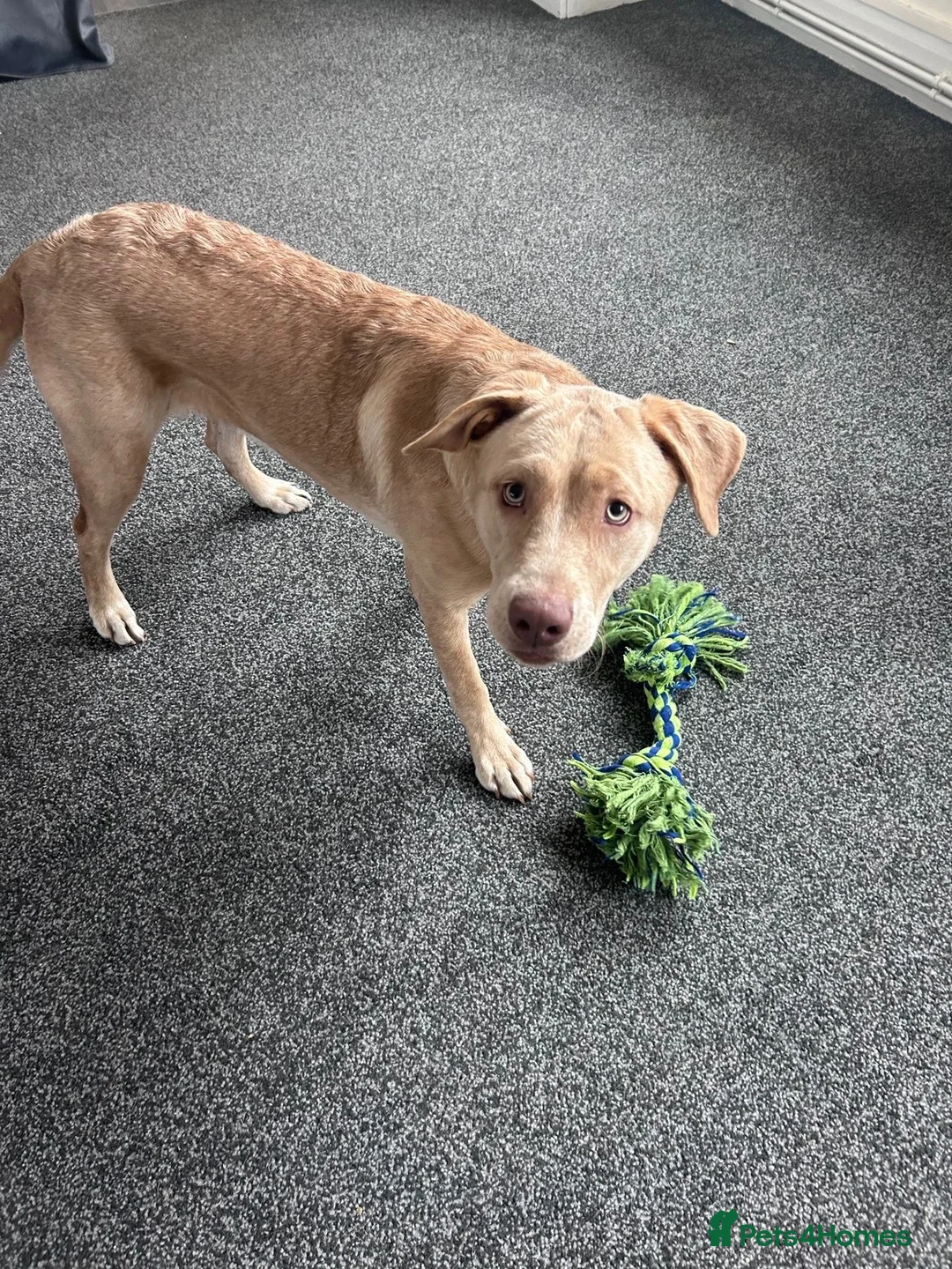 Mixed Breed dogs for sale: Winnie 9 month old Labrador cross  - Advert 6
