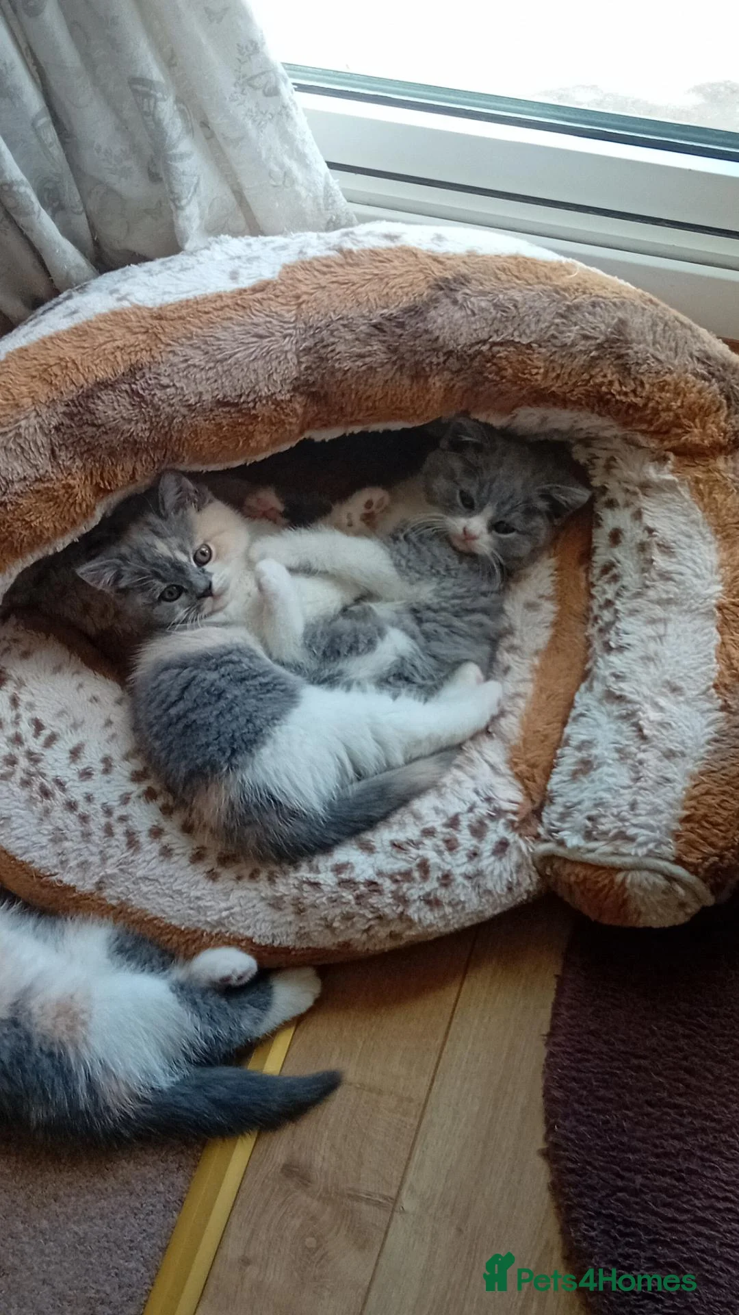 British Shorthair cats for sale: Beautiful British short-hair kittens  - Advert 2