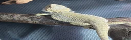Bearded Dragon reptiles for sale: 10 month old bearded dragon with full set up  - Advert 1
