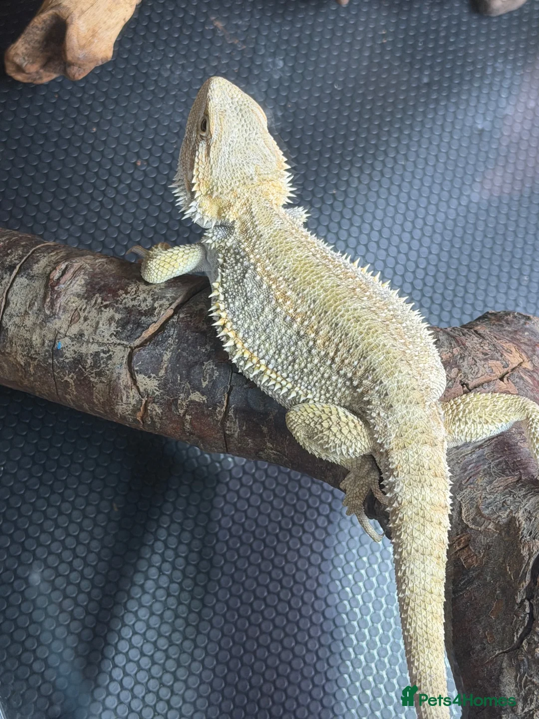 Bearded Dragon reptiles for sale: 10 month old bearded dragon with full set up  - Advert 1