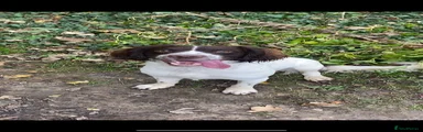 English Springer Spaniel Father