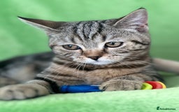 Scottish Fold cats for sale: Kittens Ready for Their Forever Homes - Image 8