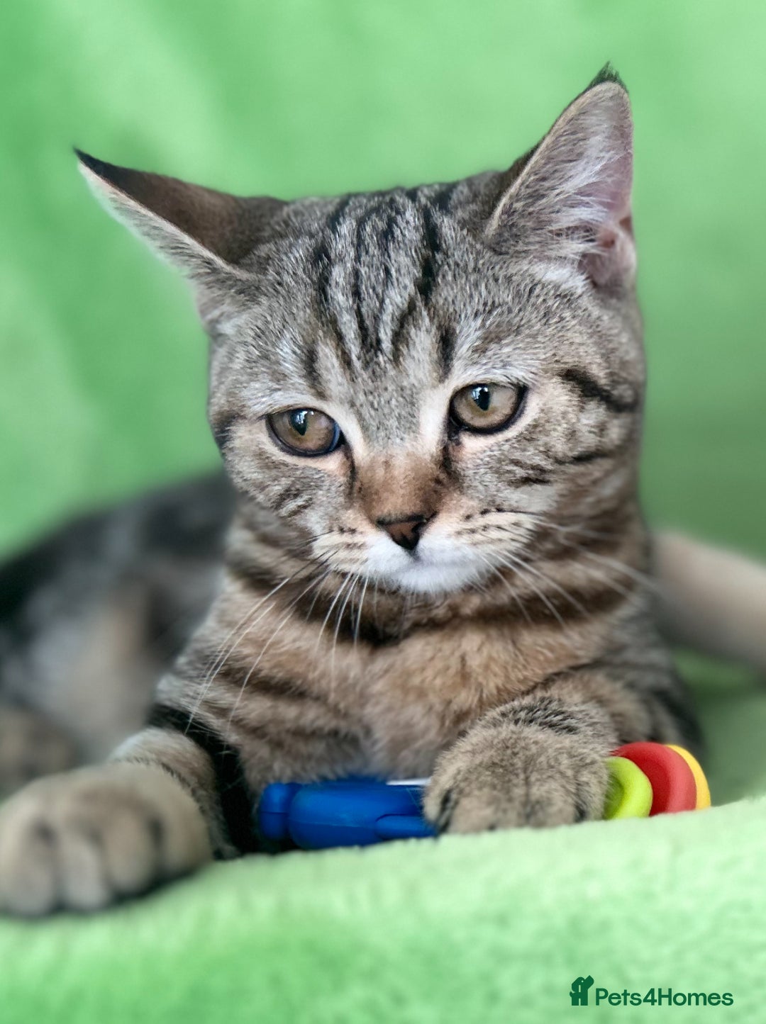 Scottish Fold cats for sale: Kittens Ready for Their Forever Homes - Image 8