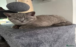 British Shorthair cats for sale: Blue British short hair kittens  in Braintree - Image 24