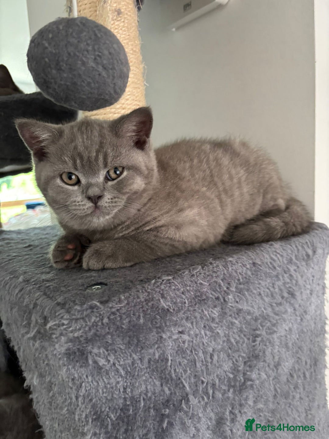 British Shorthair cats for sale: Blue British short hair kittens  in Braintree - Image 24