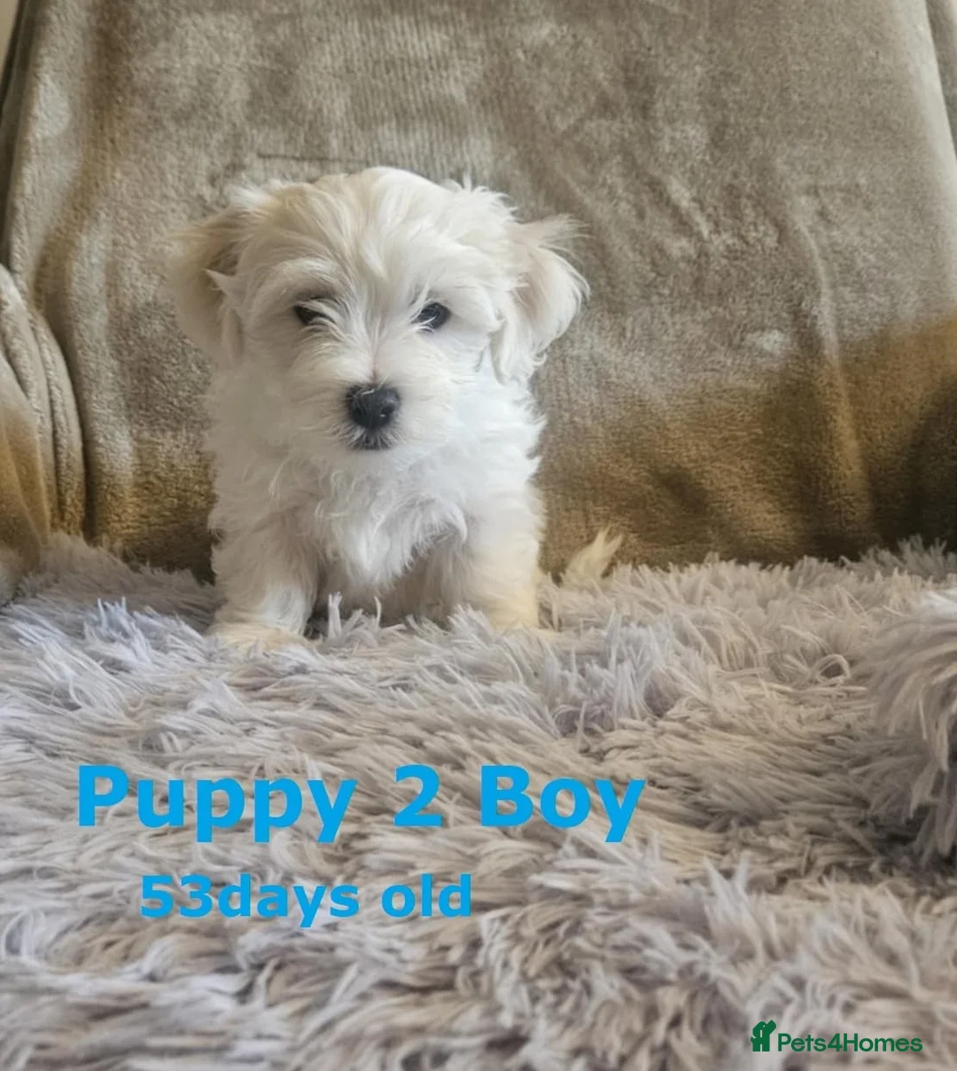 Maltese dogs for sale: Adorable Maltese puppies looking for forever home! - Advert 16