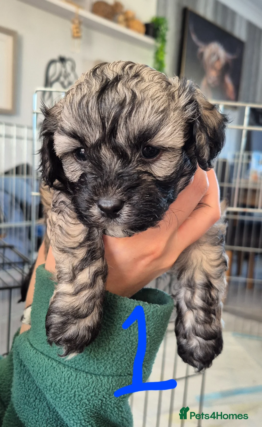 Shihpoo dogs for sale: Shihpoo puppies in Ayr - Advert 2
