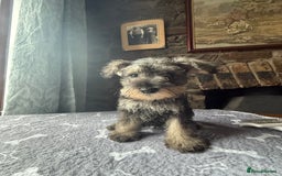 Miniature Schnauzer dogs for sale: Stunning Mini schnauzers kc reg puppies - Image 8