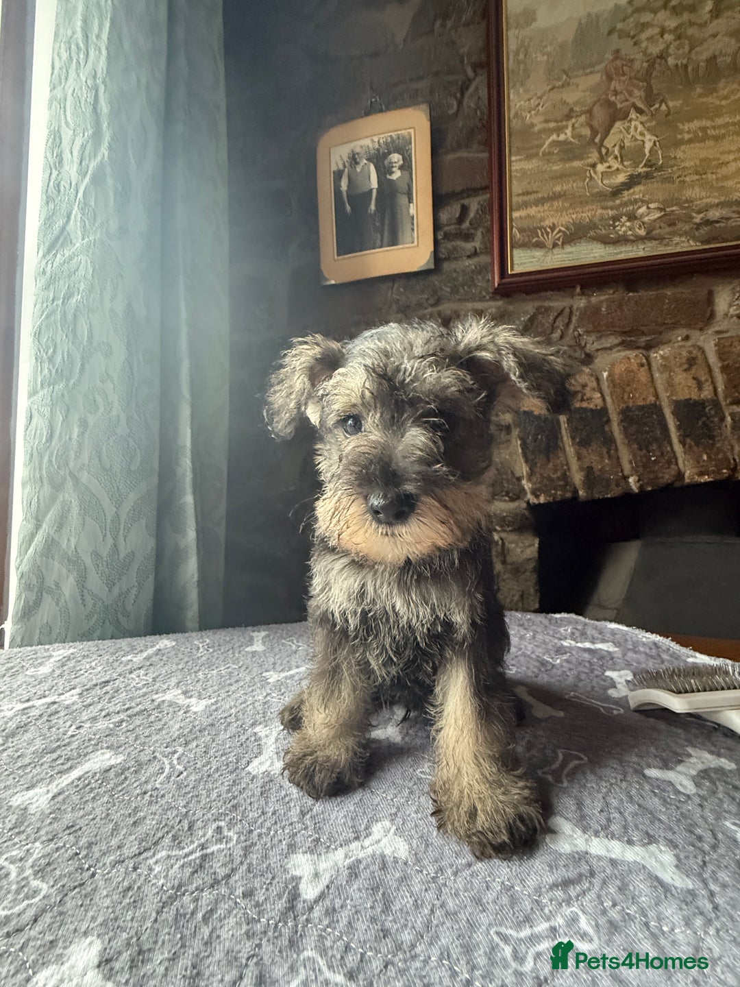 Miniature Schnauzer dogs for sale: Stunning Mini schnauzers kc reg puppies - Image 8