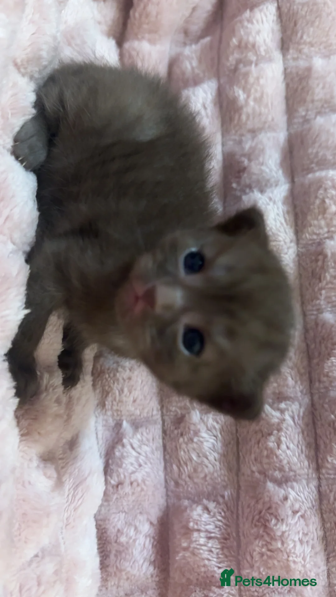 Scottish Fold cats for sale: Scottish fold kittens  - Advert 2