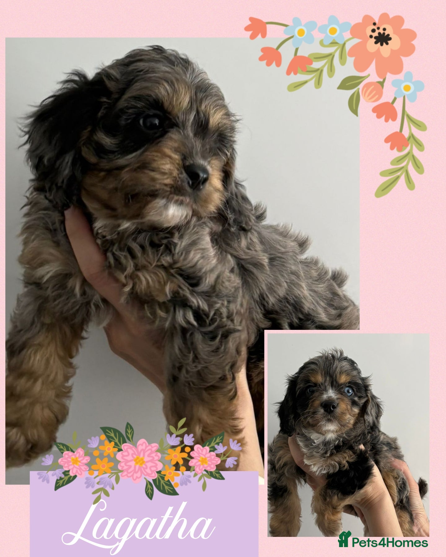 Cavapoo dogs Beautiful f1 cavapoos - Advert 1