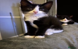 Mixed Breed cats for sale: FUR BABIES READY FOR THERE FOREVER HOMES  - Image 16