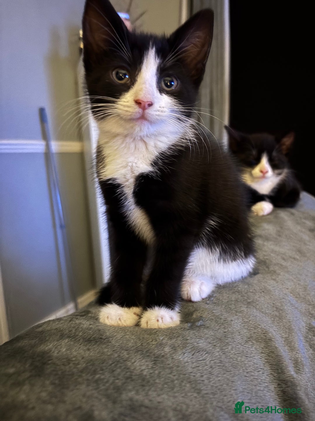 Mixed Breed cats for sale: FUR BABIES READY FOR THERE FOREVER HOMES  - Image 16