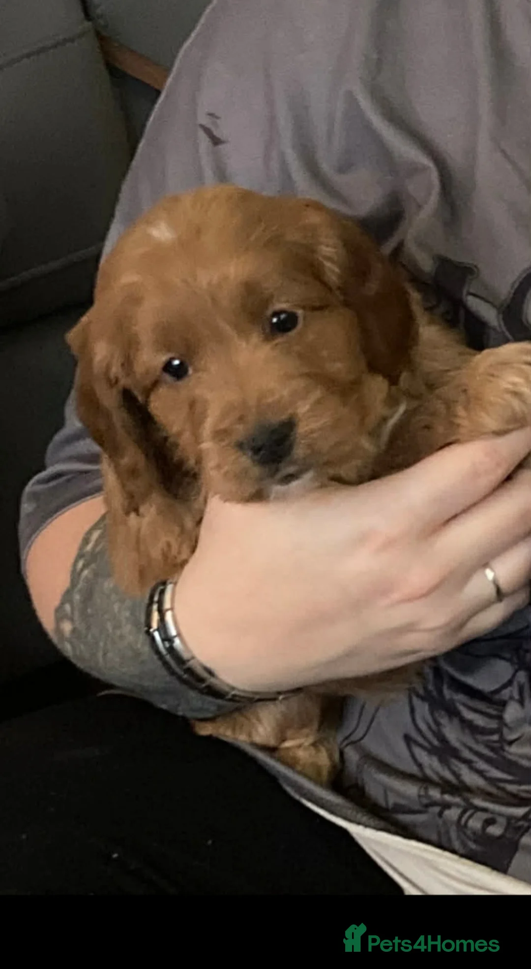 Cockapoo dogs for sale: Cockapoo puppies  - Advert 9