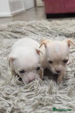 Chihuahua dogs Lovely Chihuahua Puppies - Advert 1