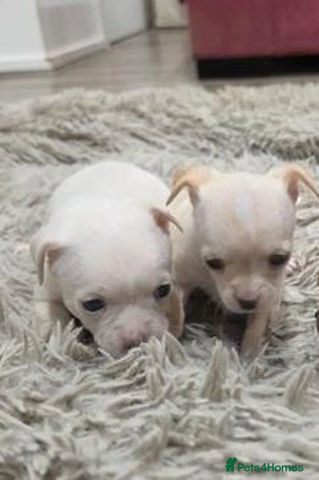 Chihuahua dogs for sale: Lovely Chihuahua Puppies - Advert 1