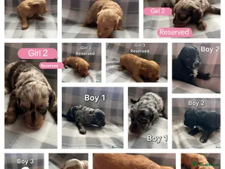 Cockapoo dogs x1 Girl & x4 Boys Available - Cockapoo Puppies - Advert 13