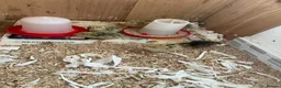 Quail poultry for sale: Coturnix Japanese Quails - Advert 10